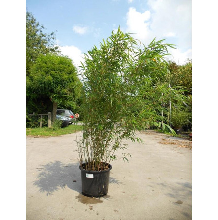 Bamboe H 200 cm
