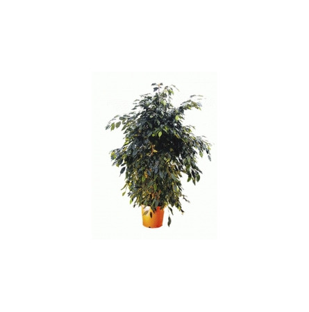 Ficus Benjamini H 150 cm