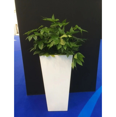 Kolom Serralunga + Aralia