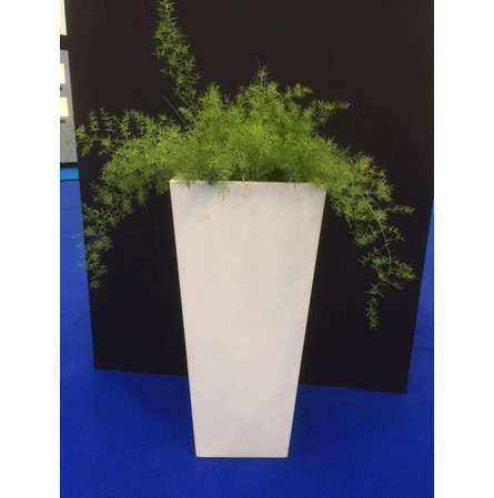 Colonne Serralunga + Asparagus