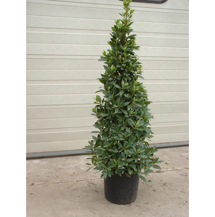 Laurier pyramide H 160 cm