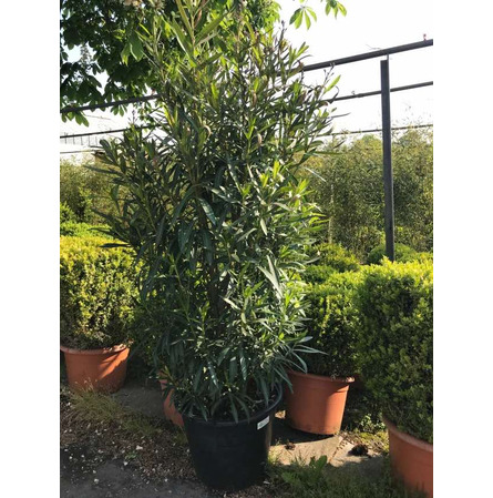 Laurier-rose H 200 cm
